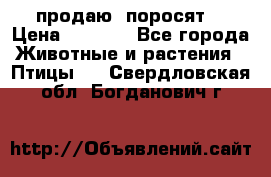 продаю  поросят  › Цена ­ 1 000 - Все города Животные и растения » Птицы   . Свердловская обл.,Богданович г.